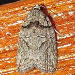 Garella species